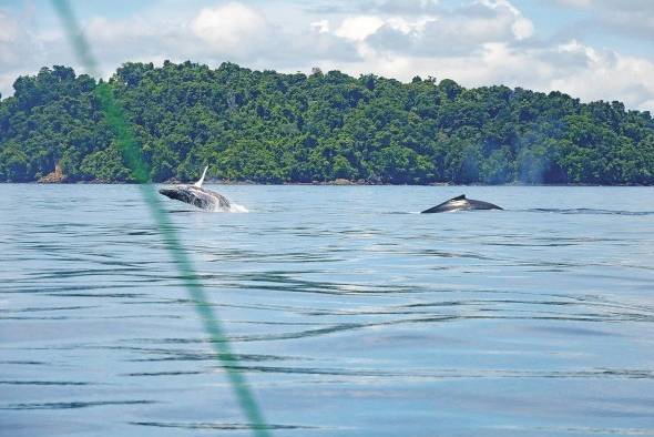 Inmensas ballenas jorobadas provenientes del Pacífico Sur migran a nuestras aguas tropicales para reproducirse y dar a luz a sus crías. Coiba es un de esos sitios privilegiados donde se le puede observar.