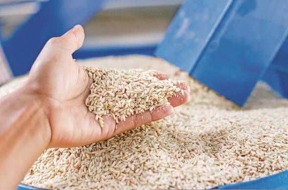 Para 2023-2024, la producción mundial de arroz aumentará un 1,3%, es decir, 523,5 millones de toneladas.