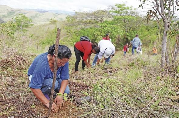 Mujeres y hombres comprometidos con la reforestación en el territorio panameño.