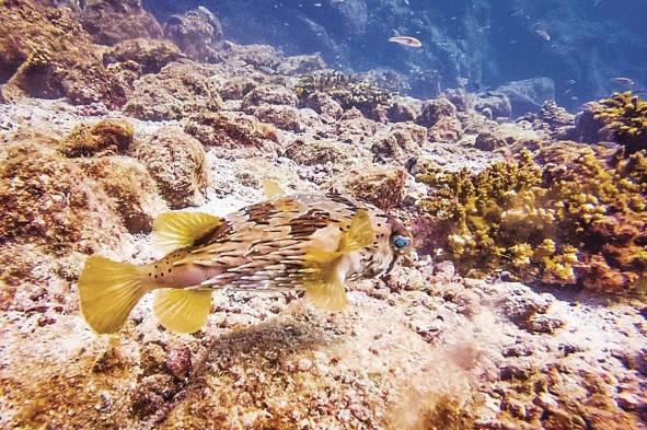 Arrecifes de coral, uno de los ecosistemas marinos prioritarios