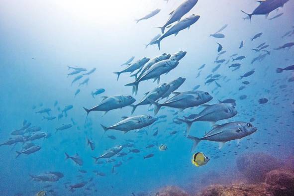 Los océanos ofrecen una riqueza marina muy importante para la humanidad.