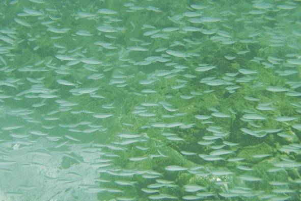 Los mares de Coiba albergan una diversidad de peces y otras especies marinas.