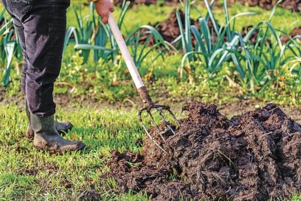 El tratamiento del estiércol es una de las actividades que causa que el sector agro genere emisiones de metano.