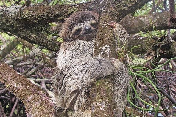 El perezoso pigmeo tiene un alto nivel de mimetismo dentro del manglar.