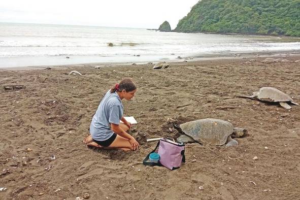 Actualmente, en Panamá arriban cinco de las siete especies de tortugas marinas que existen en el mundo.