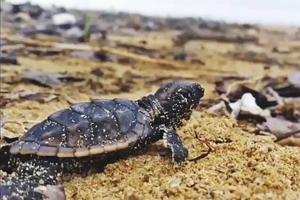 El programa de conservación y educación ambiental brinda la oportunidad de observar en directo el desove de las tortugas, y si regresó al mar.