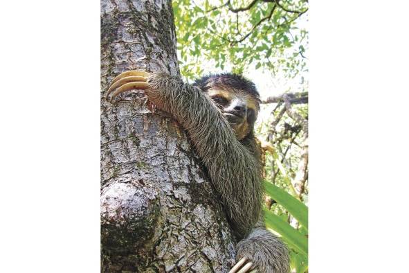 No son monos ni osos. Viven en los manglares y también en los bosques de la isla.