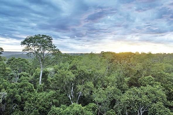 Bosque atlántico, ubicado en Brasil, Uruguay y Argentina.