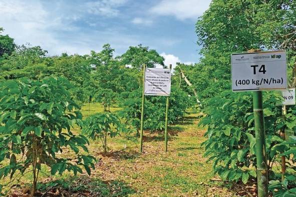 Finca Experimental de café robusta, que tiene el Idiap, en Ollas Arribas de Capira.