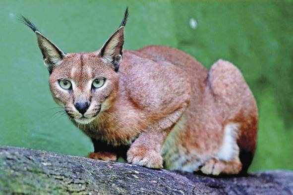 El caracal de Sudáfrica puede dar saltos de hasta tres metros de altura.