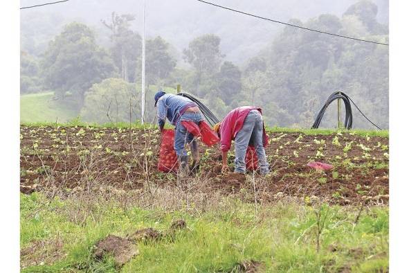 Las pólizas de seguro agropecuario que ofrece el ISA, además de las cosechas, también incluyen indemnizaciones por pérdidas ocasionadas por las inclemencias del tiempo.