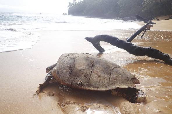 Tortuga carey en playa Larga, isla Bastimentos