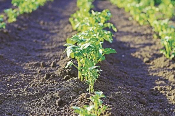 Los huertos urbanos son espacios públicos gestionados colectiva y participativamente, destinados a la agricultura y la jardinería.