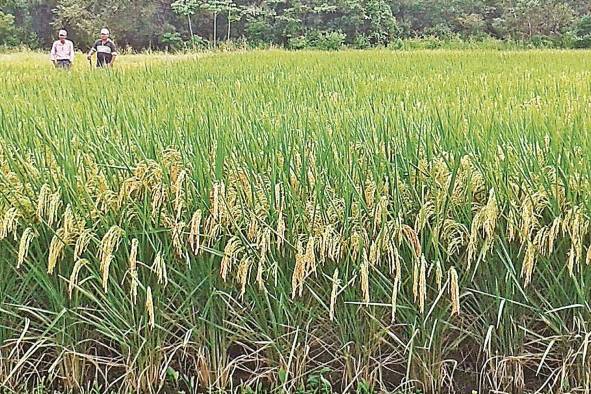 Recientemente Panamá importó un contingente de arroz de 600 mil libras con cáscara.