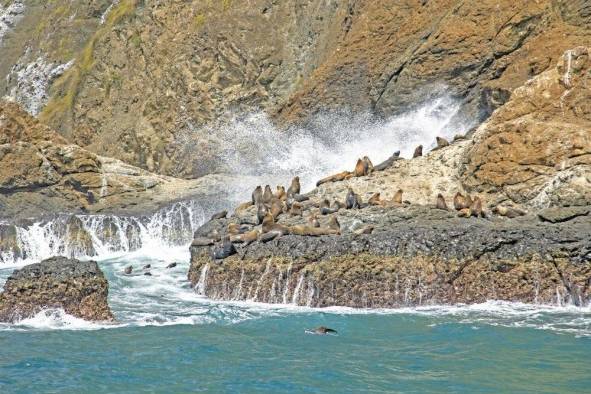 Una manada de leones marinos disfrutando de las olas del mar entre las pequeñas islas.