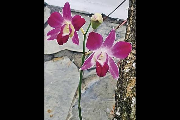 En Panamá hay al menos unas 296 especies endémicas de orquídeas.