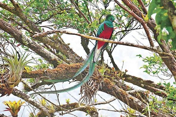 Según la UICN es una especie amenazada por la pérdida de los bosques de niebla.