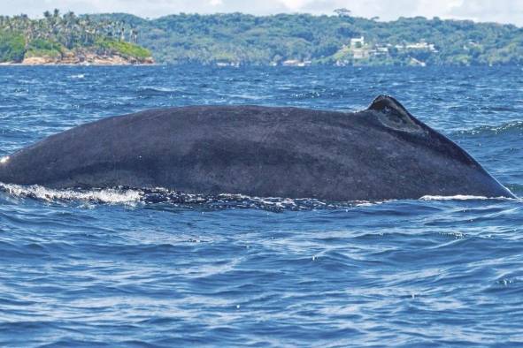 Cada tercer sábado de febrero, desde 1980, se celebra el Día Mundial de las Ballenas, con la finalidad de concienciar a la población mundial.