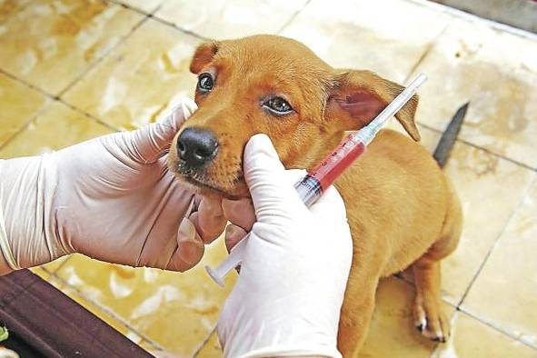 En Panamá, el número de perros y gatos que viven en las calles aumenta cada año.