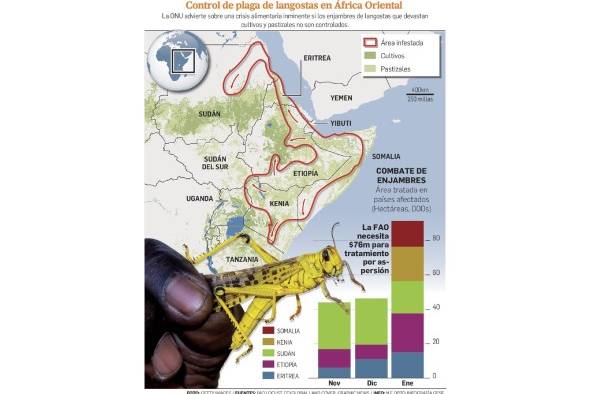 De proporción apocalíptica, la plaga de langosta que asola África