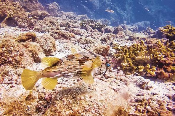 Arrecifes de coral, uno de los ecosistemas marinos prioritarios