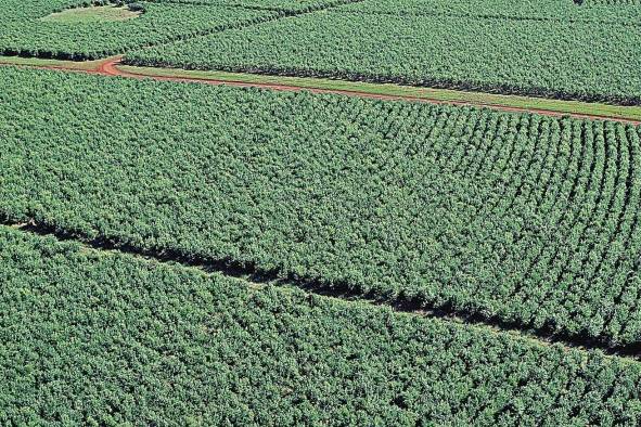 Plantación de yerba mate, en Corrientes (Argentina).