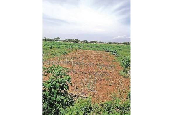 En época de verano se recorren los campos de cebolla, tomate, melón y pimentón.