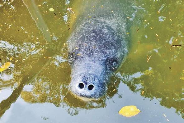 El manatí es una especie indicadora del bienestar marino y ecológico.