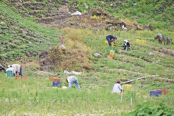 Productores de Tierras Altas realizan sus faenas..