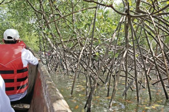 Los manglares en Panamá se localizan en las costas del Caribe y del Pacífico.