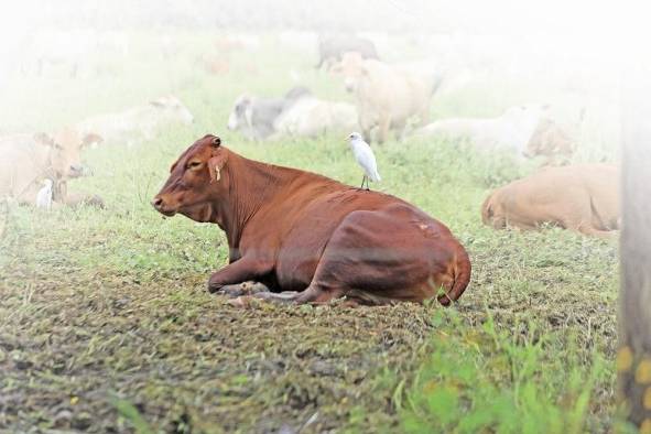 La agricultura regenerativa plantea volver a las prácticas agrícolas del pasado.