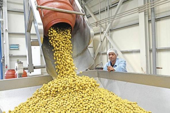 Un trabajador de la industria olivarera observa cómo se vierten aceitunas verdes cerca de Polygyros (Grecia), en la región de Halkidiki.