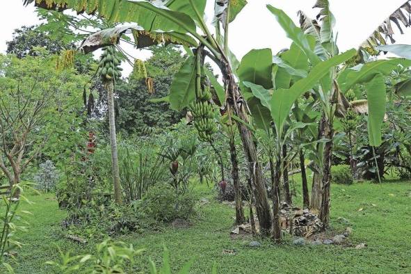 Alrededor de la casa tienen un 'bosque comestible' con plantas medicinales, frutas y vegetales.