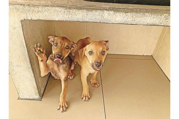 Asociaciones piden al Gobierno mayor atención en cuanto a la protección animal.