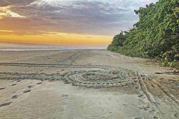 Rastros de tortuga canal en playa Chiriquí