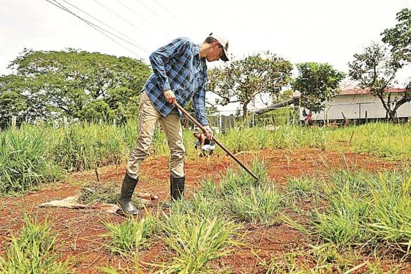 Los profesionales del agro investigan y cultivan los principales alimentos de la dieta, como el arroz.