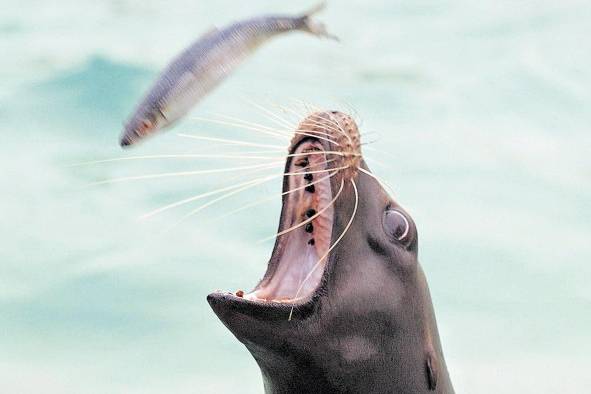 Animales y medioambiente están relacionados; de ahí su importancia.