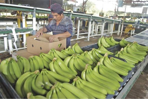 El banano, les el principal prodcuto de exportación del país.