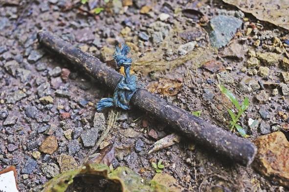 Evidencias de extracción ilegal de cocobolo en el Parque Soberanía. Los traficantes atan los troncos a la cuerda azul y ayudados del palo los jalan para facilitar su traslado a la vía.