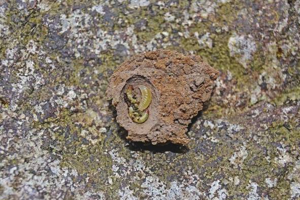 Larva de 'Stenosigma panamensis' dentro de la celda del nido.