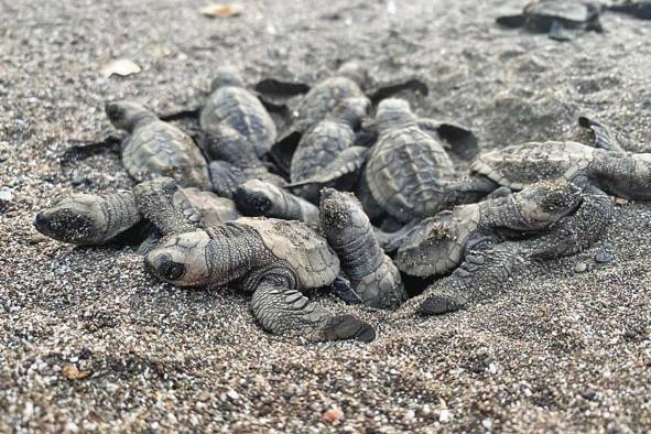 Se estima que a lo largo de los últimos 20 años se han liberado aproximadamente unos 100 millones de crías al mar.