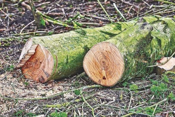 Los recursos naturales de un país son parte patrimonial del colectivo social, constituido a partir de la sociedad.