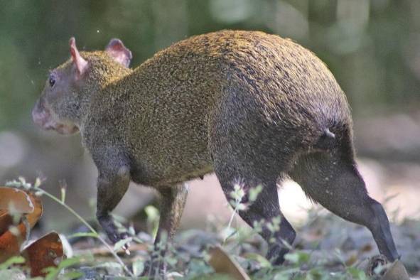 Carlos Camarena, en una de sus visitas al Parque Natural Metropolitano ha tenido la oportunidad de fotografiar la fauna de nuestro país.