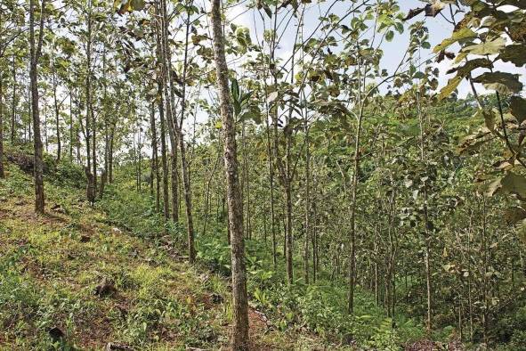 Plantación de teca (Tectona grandis) en el proyecto Agua Salud.