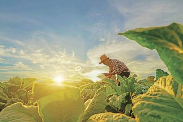 La FAO hace un llamado a las poblaciones y sus gobiernos, porque la biodiversidad para la alimentación y la agricultura incluye a todas las plantas y animales, silvestres y domésticas.