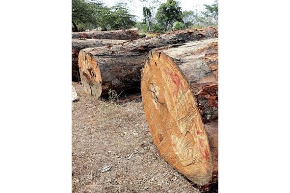 La exportación de madera bajó a 3.6%.