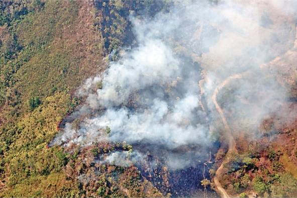 Más de 74 mil hectáreas de bosques se han perdido por incendios