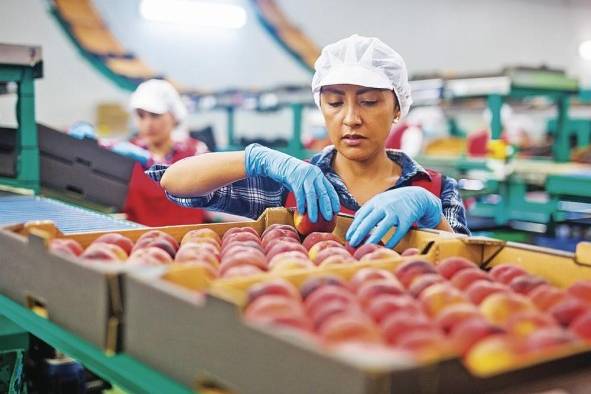 En Panamá la distribución y procesamiento de alimentos son actividades dominadas por mujeres.