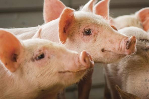 El lugar cuenta con una diversidad de animales para interactuar.