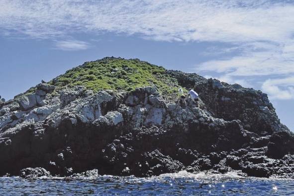 El científico busca especies de garrapatas en rocas en un islote.